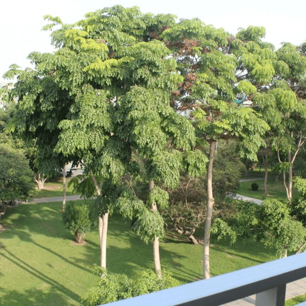 Venta de departamento Dplex en surco — foto 2