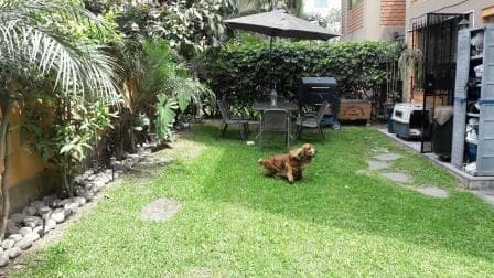 Vendo Precioso Dpto 84 m2 + Jardin 1er Piso X Av Casuarinas con Tomasal Surco — foto 1